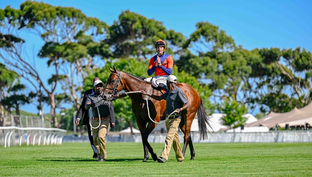 Festive Fair feat Cape Guineas